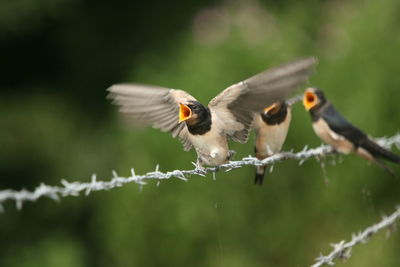 Close-up of swallows perching on barbed wire fence