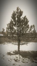 Tree by lake against clear sky