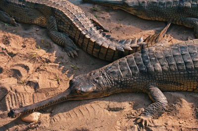 Gharial crocodiles on the bank of the river in national park, nepal