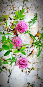 Close-up of pink flowers blooming outdoors