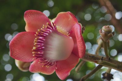 Close-up of pink flowers blooming outdoors