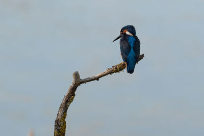 Splendid exemplary with beautiful colors of common kingfisher, alcedo atthis, on a thin branch.