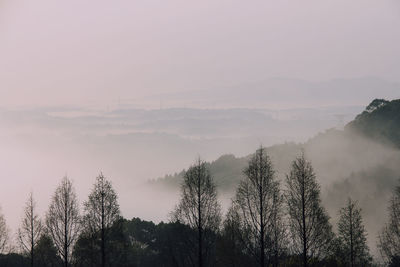 Panoramic view of trees on mountain against sky