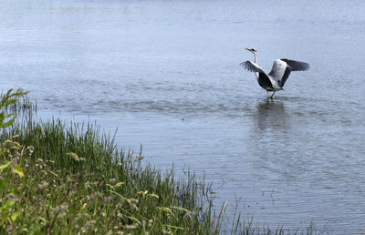 View of birds flying over lake