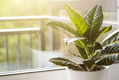 Croton or codiaeum in a white flower pot stands on the windowsill. home plants care concept.