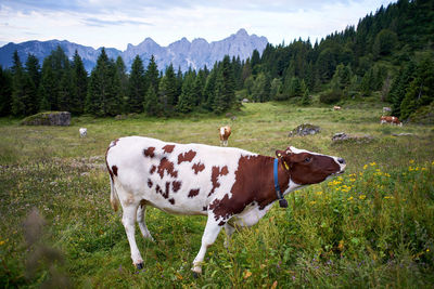 Cow standing in a field