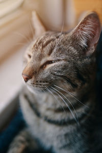 Close-up of a cat with eyes closed