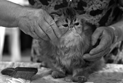 Close-up of hand holding cat