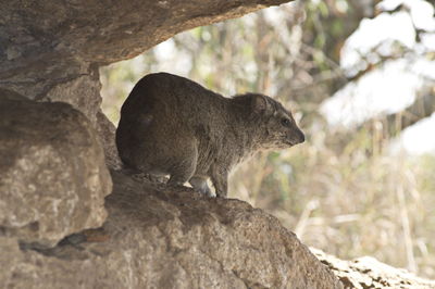 Close-up of squirrel on rock