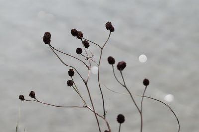 Close-up of flowering plant against sky