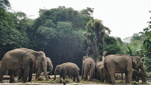 Elephant family on field by trees against clear sky