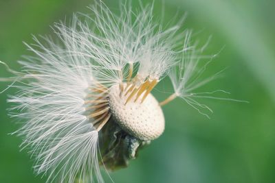 Close-up of white dandelion flower