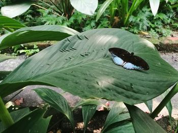 High angle view of butterfly on leaf