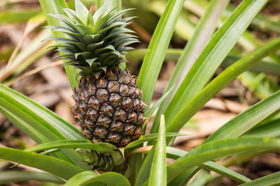 Close-up of fruit growing on plant in field