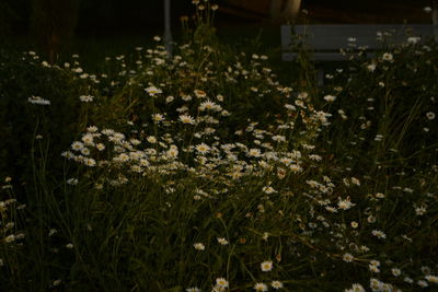 Close-up of flowering plants on field