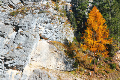 View of autumn trees and rocks in forest