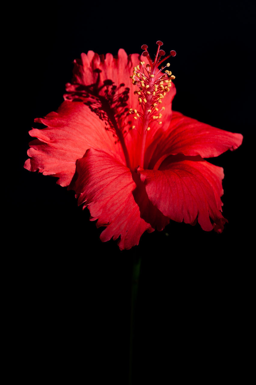 flower, flowering plant, hibiscus, petal, inflorescence, red, flower head, freshness, beauty in nature, fragility, plant, black background, studio shot, close-up, malvales, pollen, nature, pink, no people, indoors, growth, cut out, stamen, macro photography, botany, blossom, copy space, vibrant color, leaf