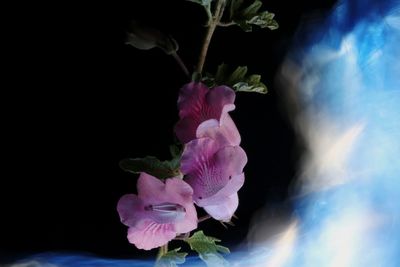 Close-up of pink rose flower against black background