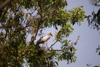 Low angle view of bird perching on tree against sky