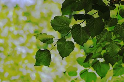 Close-up of green leaves