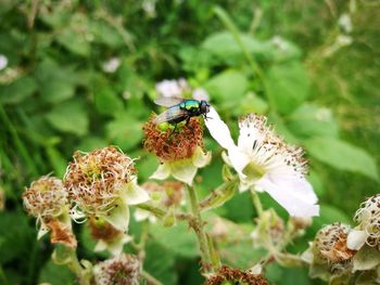 Close-up of bee on flower