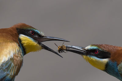 Close-up of birds eating dead bee