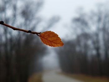 Close-up of dry leaves on tree during autumn