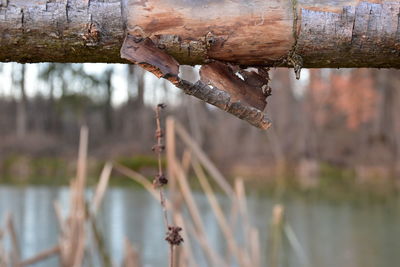 Close-up of water on tree