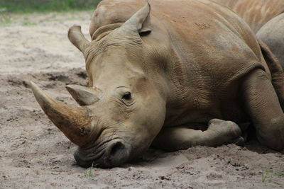 View of rhinoceros resting on field