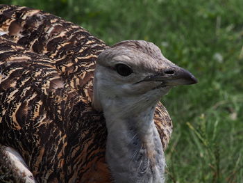 Close-up of owl