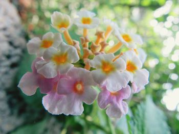 Close-up of flowering plant