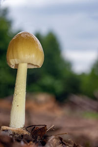 mushroom