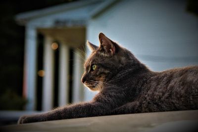 Close-up of a cat looking away