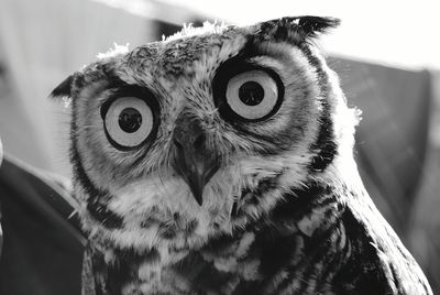 Close-up of owl against sky