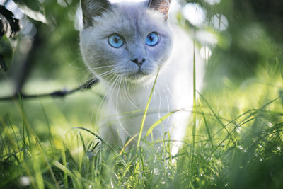 Close-up portrait of cat