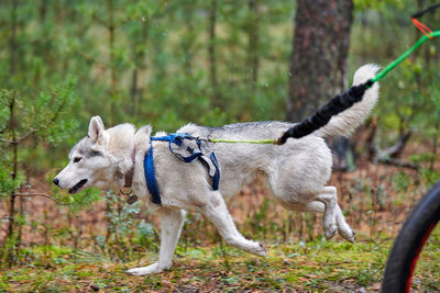 View of a dog in the forest