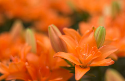 Close-up of orange flowers blooming outdoors