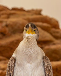 Close-up portrait of eagle