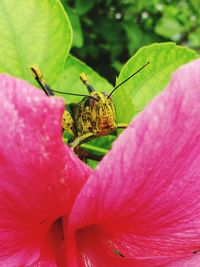 Close-up of butterfly pollinating on pink flower