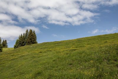 Scenic view of grassy field against sky