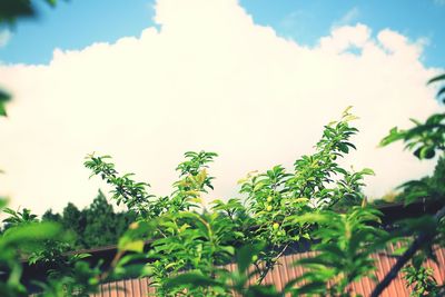 Low angle view of trees against sky