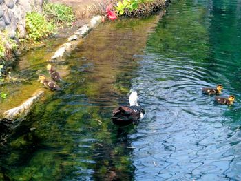 High angle view of swans swimming on lake
