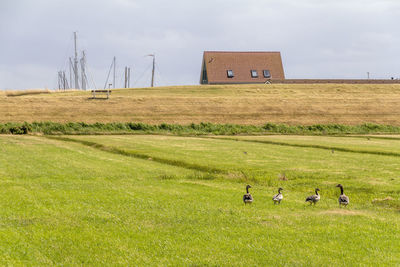 Scenic view of grassy field against sky