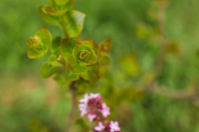 Close-up of flowering plant
