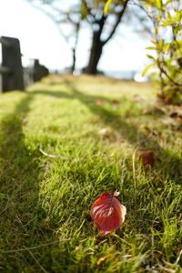 Close-up of grass on grassy field