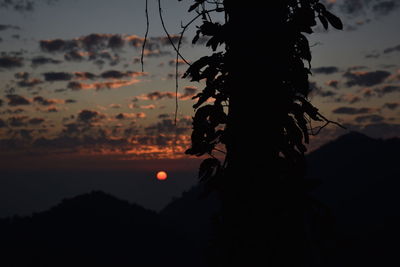 Close-up of silhouette plant against sky at sunset