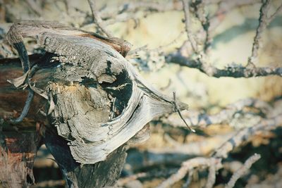 Close-up of tree branch