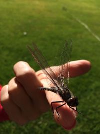 Close-up of insect on hand holding grass