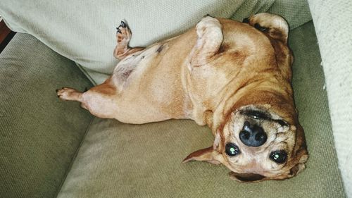 High angle view of dog lying on floor