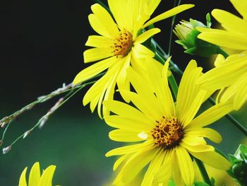 Close-up of yellow flower